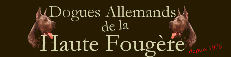 Dogues Allemand de la Haute Fougère